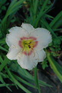 Siloam Virginia Henson Daylily