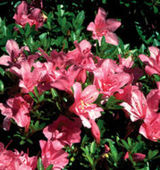 Macrantha Pink Evergreen Azalea