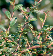 Scarlet Leader Cotoneaster