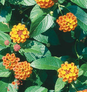 Lantana 'Miss Huff'