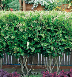 Waxleaf Ligustrum