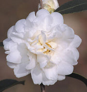 Snow Flurry Camellia