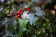 American Holly