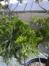 Hollywood Juniper