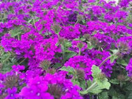 Verbena 'Homestead Purple'