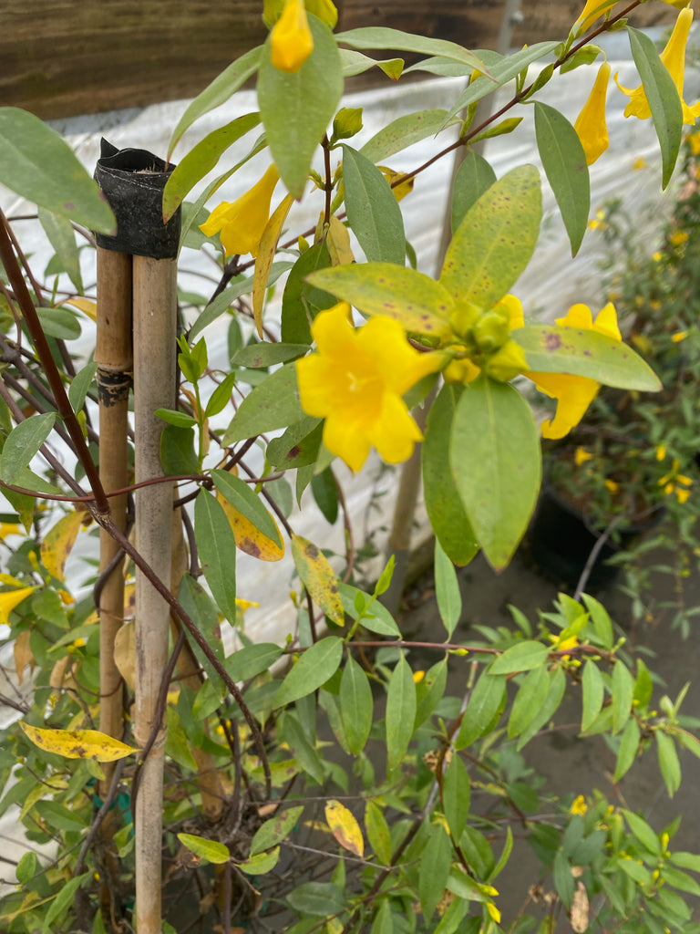Carolina Jasmine – Toms Creek Farm & Nursery