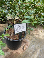 Small Leaf Tea Plant