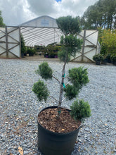 Carolina Sapphire Cypress Topiary