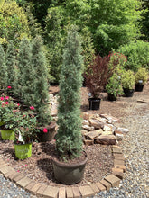 Carolina Sapphire Cypress Topiary