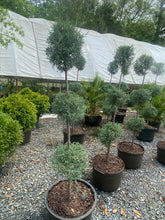 Carolina Sapphire Cypress Topiary