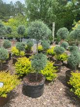Carolina Sapphire Cypress Topiary