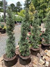 Carolina Sapphire Cypress Topiary