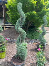 Carolina Sapphire Cypress Topiary