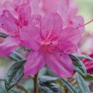Autumn Amethyst Encore Azalea