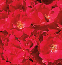Single Red Knock Out Rose
