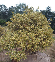 O'Spring Chinese Holly