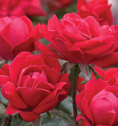 Double Red Knockout Rose