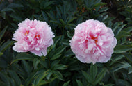 Sarah Bernhardt Peony