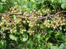 Scuppernong Muscadine Grape (female)