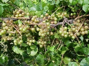 Scuppernong Muscadine Grape (female)