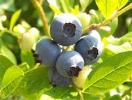 Star Blueberry (high-bush)