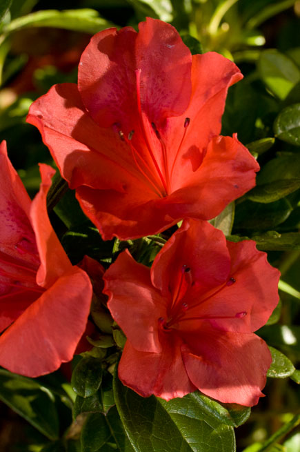 Autumn Sunset Encore Azalea