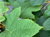 Snow Queen Oakleaf Hydrangea