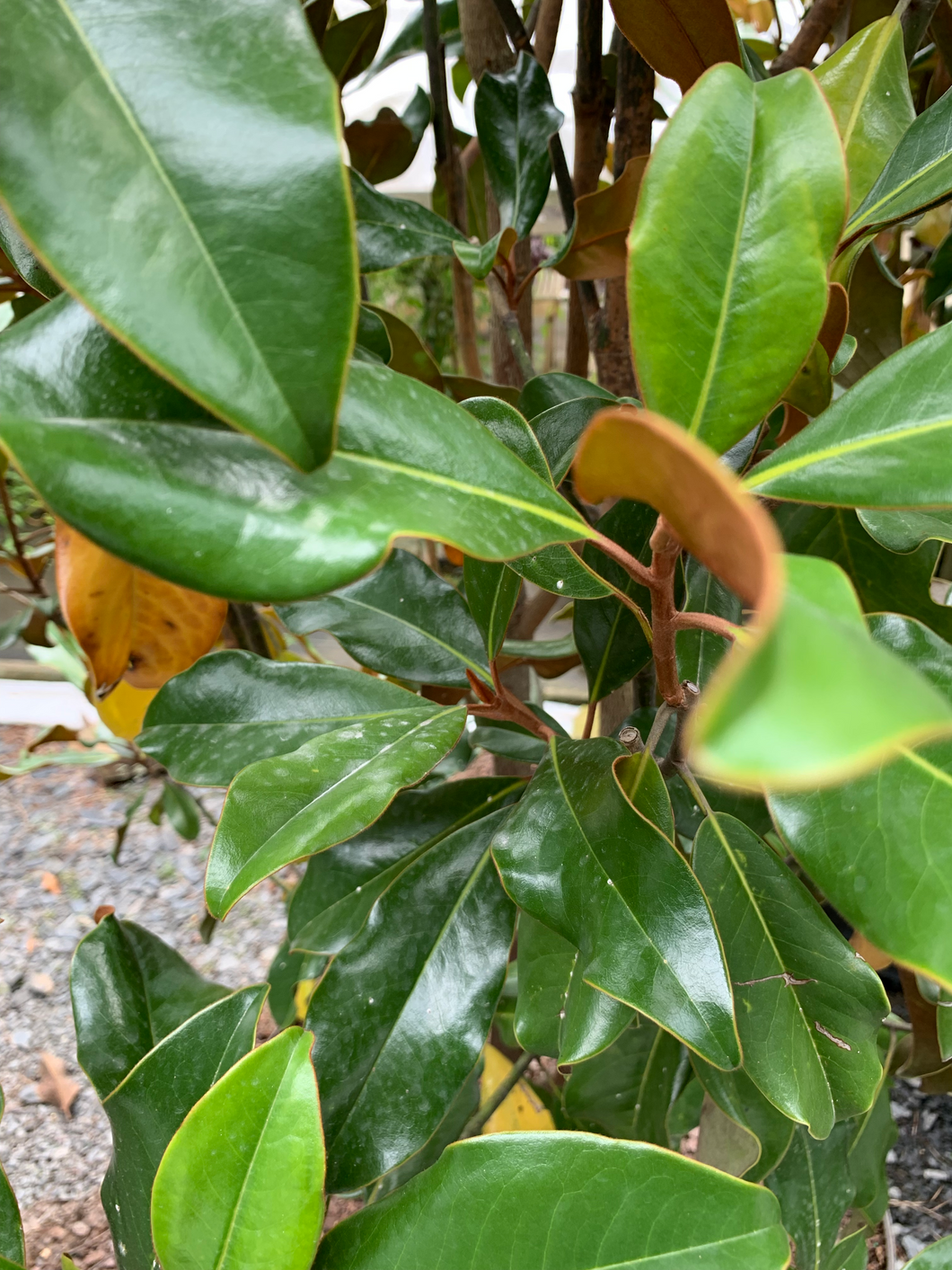 Bracken's Brown Beauty Magnolia