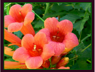 Trumpet Vine