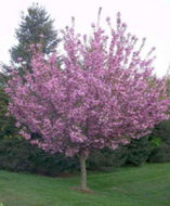 Kwanzan Cherry