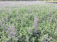 Catmint 'Walker's Low'