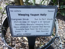 Weeping Yaupon Holly