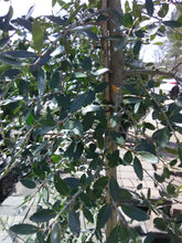 Weeping Yaupon Holly