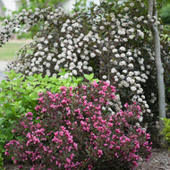 Wine and Roses Weigela