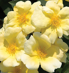 Yellow Knock-Out Rose