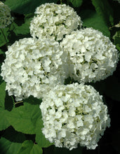 Annabelle White Hydrangea
