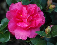 Shi shi Gashira Camellia 'Lion's Head'