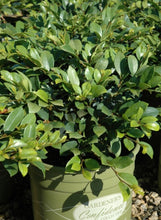 Emerald Heights Distylium