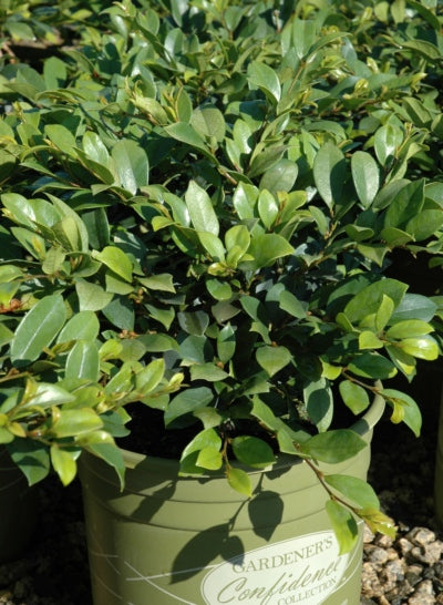 Emerald Heights Distylium