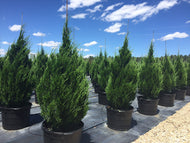 Spartan Juniper