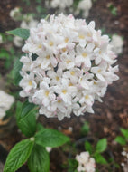 Mohawk Burkwood Viburnum