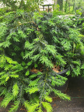 Creeping English Yew