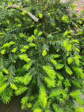 Creeping English Yew