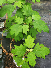 Gatsby Gal Oakleaf Hydrangea