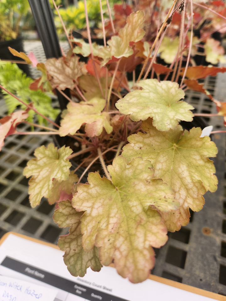 Ginger Ale Coral Bell