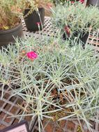 Mountain Frost Red Garnet Dianthus