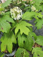 Gatsby Gal Oakleaf Hydrangea