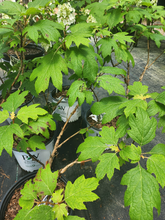 Gatsby Gal Oakleaf Hydrangea