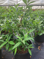 Dapper White Butterfly Bush
