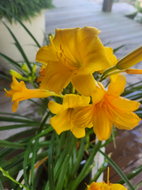 Stella de Oro Daylily